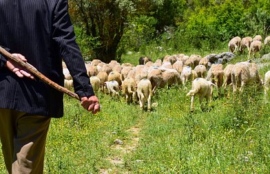 ΟΑΣΛ: Οι κτηνοτρόφοι της Λέσβου έμειναν ξανά χωρίς απαντήσεις και απoζημιώσεις