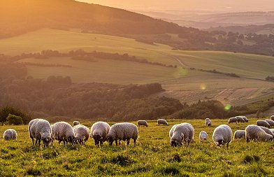 Τέσσερις νέες συλλήψεις κτηνοτρόφων για παράνομη βόσκηση είχαμε Παρασκευή και Σάββατο, σε ποιες περιοχές έγιναν