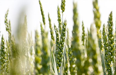 Στην αναμονή οι παραγωγοί σιτηρών για τα 40 εκ. ευρώ, κρίσιμη η επιφανειακή λίπανση για την καλλιέργεια