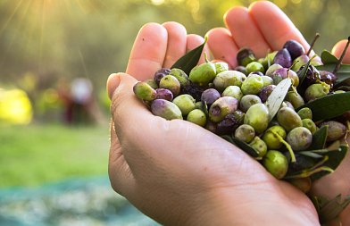 Συνεχίζονται οι αντιδράσεις για το ψηφιακό δελτίο αποστολής, δεν μπορεί να εφαρμοστεί στην ελαιοκαλλιέργεια