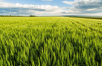 Σε δημόσια διαβούλευση σχέδιο νόμου, περιλαμβάνει αγροτεμάχια που παραχωρήθηκαν από κράτος χωρίς τίτλους κυριότητας