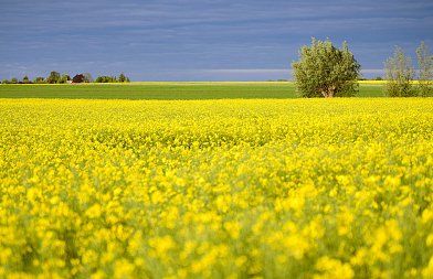 Δίνουν παράταση για φωτογραφίες γιατί δεν λειτουργεί η εφαρμογή, πότε θα γίνουν πληρωμές, ποιοι χάνουν ΕΦΚ πετρελαίου