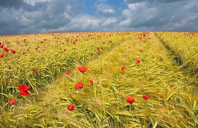 Ανθεκτικά ζιζάνια: Μια αυξανόμενη πρόκληση για τις καλλιέργειες