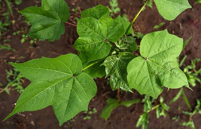 Ζιζάνια στο βαμβάκι: Τι πρέπει να προσέξουν οι παραγωγοί για αποτελεσματική αντιμετώπιση