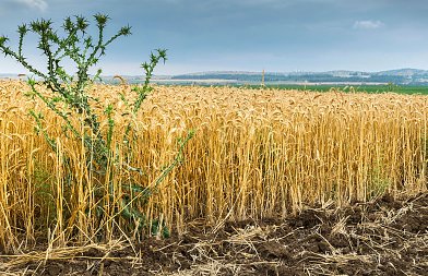 Ανθεκτικά ζιζάνια: Μια αυξανόμενη πρόκληση για τις καλλιέργειες