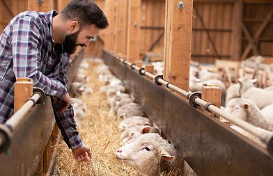 Δίνουν 1 εκ. ευρώ για ζωοτροφές στους κτηνοτρόφους της Λέσβου που επλήγησαν από αφθώδη πυρετό