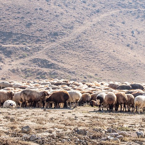 Κρήτη: Έως 7 Ιανουαρίου παράταση προληπτικών μέτρων για την ευλογιά αιγοπροβάτων