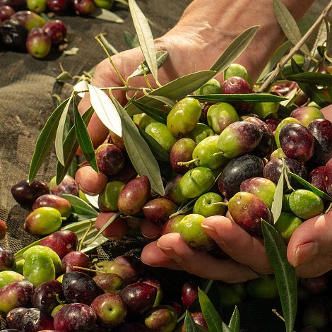 Πάει πίσω η υποβολή δηλώσεων συγκομιδής ελαιοκάρπου, από πότε θα βάζουν πρόστιμα