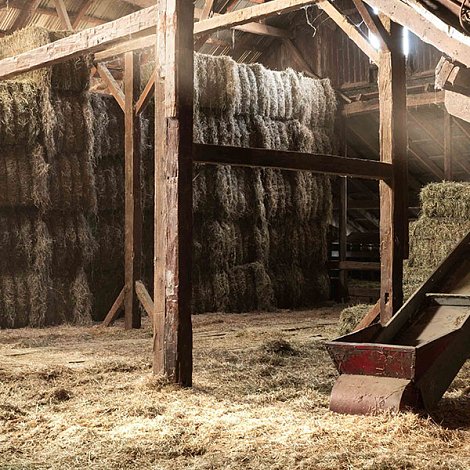 Κτηνοτρόφος έβαλε τέλος στη ζωή του επειδή του θανάτωσαν τα πρόβατα λόγω ευλογιάς