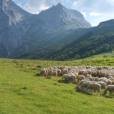 Έρχονται αποτελέσματα εξισωτικής και ακολουθούν ενστάσεις αλλά νέα κατανομή βοσκοτόπων βγάζει πολλούς εκτός επιλεξιμότητας