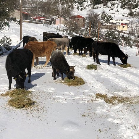Η εκτατική εκτροφή αυτόχθονων ελληνικών φυλών μπορεί να αποτελέσει ένα βιώσιμο παραγωγικό μοντέλο