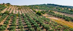 Ελαιοκομικό δίλημμα: Πυκνή ή υπερπυκνή φύτευση ελιάς;