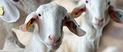 Πληρώνονται αποζημιώσεις 4,2 εκ. ευρώ για θανατωθέντα ζώα λόγω ευλογιάς και αφθώδους πυρετού