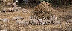 O Αντώνης Πολίτης είναι ο Υπεύθυνος Επικοινωνίας και διοικητικός υπάλληλος του Αγροτικού Συνεταιρισμού Ζαγοράς Πηλίου (Zagorin)