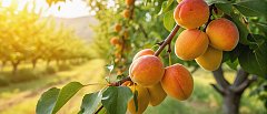 Πως θα κυμανθεί φέτος η παραγωγή βερικόκων, ξεκίνησαν τα αραιώματα στις πρώιμες περιοχές