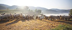 Εγκρίθηκαν 16,84 εκατ. ευρώ για αποζημιώσεις κτηνοτρόφων λόγω ευλογιάς, πανώλης και αφθώδους πυρετού