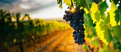 Wine, a champion and a solid pillar of EU’s socio-economy and rural development