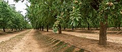 Αμυγδαλιά: Η σωστή άρδευση κάνει τη διαφορά σε παραγωγή και ποιότητα