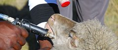 Ιχνηλάτηση αιγοπροβάτων με ηλεκτρονικούς βώλους: Πιλοτική εφαρμογή το 2026 – Καθολική εφαρμογή από το 2027