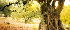 Ελαιώνες μετά την πυρκαγιά: Οι χειρισμοί για την αποκατάσταση