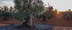 Όταν η Θερμοκρασία Πέφτει: Πώς Επηρεάζεται η Ελιά και Πώς Προστατεύεται
