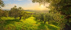 Προβλέψεις για την παραγωγή ελαιολάδου στην Μεσσηνία, που κυμαίνονται οι τιμές