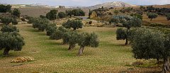 Προβλέψεις για την φετινή παραγωγή ελαιολάδου στην Κρήτη, που κυμαίνονται οι τιμές