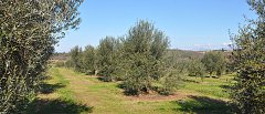 Απλοποίηση ελαιοκομικού μητρώου και πληρωμή από εθνικούς πόρους των ΟΕΦ υποσχέθηκε ο Μαργαρίτης Σχοινάς