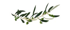 Από τη δημοσιογραφία στην ελαιοκαλλιέργεια ο Ηλίας Σταθάκης. Οι καινοτομίες του συνεταιρισμού Μολάων – Πακίων Λακωνίας