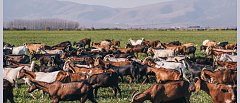Β. Μελενεκλής: «Το τελευταίο βαγόνι του πρωτογενούς τομέα φεύγει» - Τι ζήτησε από τους βουλευτές για αιγοπροβατοτροφία – καπνό
