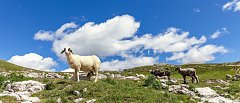 Σε κρίσιμο σταυροδρόμι η νομαδική κτηνοτροφία – Η Σαμαρίνα έχει αδειάσει – Τι ζητούν οι μετακινούμενοι κτηνοτρόφοι