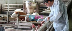 Full Value Pigs: εκεί όπου η Γενετική, η Διατροφή και η Διαχείριση αποδίδουν πραγματική εμπορική υπεραξία!
