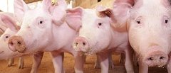Χοιρινό στην ΕΕ: Ανάκαμψη τιμών με φόντο την παραγωγή και τις εξαγωγές της προηγούμενης χρονιάς