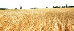 Κριθάρι: Προχωρά η συγκομιδή με καλή ποιότητα - Η υγρασία παραμένει ο βασικός παράγοντας προσοχής