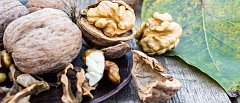 Καρυδιά: Κρίσιμη η θρέψη στο στάδιο γεμίσματος της ψίχας – Η σημασία της φυλλοδιαγνωστικής