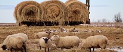 Αρχές Οκτωβρίου η ενίσχυση στους κτηνοτρόφους  για ζωοτροφές, ανέφερε ο Υφυπουργός Θανάσης Καββαδάς
