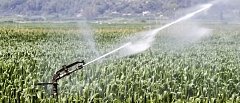 Καλαμπόκι: Η άρδευση περνά στο επίκεντρο της καλλιέργειας