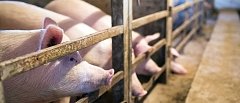 Αλλαγές στον προϋπολογισμό φέρνει τροποποιητική απόφαση για τη δράση της καλής μεταχείρισης των χοίρων