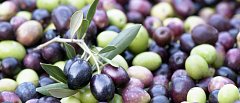 Συγκέντρωση διαμαρτυρίας στην Τρίπολη από ελαιοπαραγωγούς της Πελοποννήσου, καταγγέλλουν ότι οι τιμές είναι κάτω του κόστους