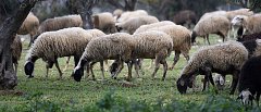 Επιβεβαιώθηκε το πρώτο κρούσμα ευλογιάς προβάτων στην Ήπειρο