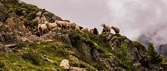 Αιγοπροβατοτροφία στο Λιβάδι Ολύμπου: Ικανοποιητική παραγωγή, καλές τιμές και αισιοδοξία για τη νέα χρονιά