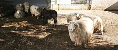 Τι λέει η τροπολογία για τοποθέτηση βώλων στα αιγοπρόβατα, έρχονται πρόστιμα έως 3.000 ευρώ και ανακτήσεις ενισχύσεων