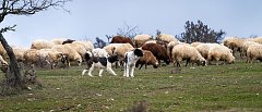 Στο ΦΕΚ η αποζημίωση για απώλεια εισοδήματος κτηνοτρόφων, ποιοι τη δικαιούνται και τα ποσά ενίσχυσης