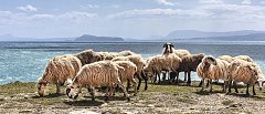 Τι λέει το πόρισμα των Ευρωπαίων κτηνιάτρων για τον Αφθώδη Πυρετό στην Λέσβο, ζητούν αύξηση ελέγχων
