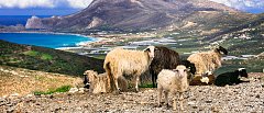 Μικτά κλιμάκια της ΑΑΔΕ ελέγχουν τα αιγοπρόβατα στην Κρήτη, βλέπουν τα ενώτια αλλά και τις «Αυτιές ή Σαμά» στα ζώα