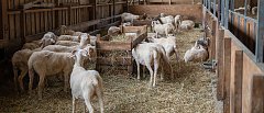 Καββαδάς στη Λέσβο: Εντατικοποίηση παρεμβάσεων, έλεγχος χώρων ταφής και αυστηροποίηση μέτρων βιοασφάλειας