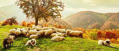 4 τα επιβεβαιωμένα κρούσματα ευλογιάς στην Αρκαδία, 17 στρατιωτικοί κτηνίατροι για τον αφθώδη πυρετό στην Λέσβο