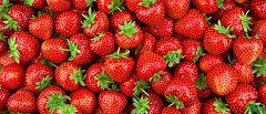 Θερμοκηπιακή φράουλα: Αυξημένες ποσότητες και πιεσμένες τιμές διαμορφώνουν την αγορά