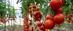 Αυξημένη προσφορά και μειωμένη ζήτηση για τις ντομάτες, που κυμαίνονται οι τιμές τους