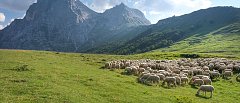 Οι κτηνοτρόφοι διαμαρτύρονται γιατί δεν μπορούν να μετακινηθούν στους ορεινούς βοσκοτόπους